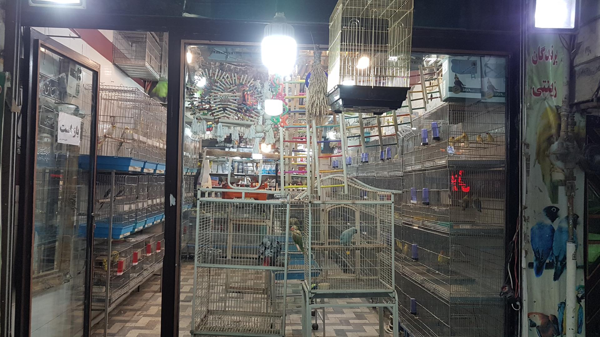 عکس دنیای پرندگان زینتی