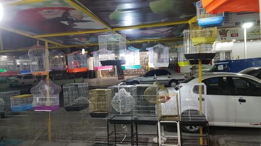 عکس دنیای پرندگان زینتی