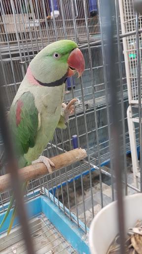 عکس دنیای پرندگان زینتی