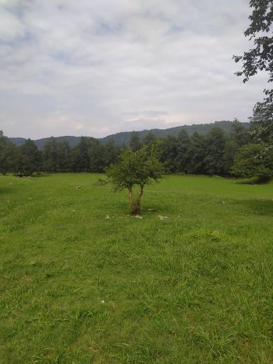 عکس مجتمع نارنجستان 