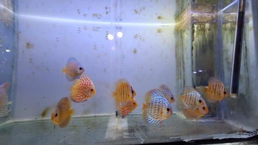 عکس فروشگاه سرای ماهی