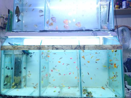 عکس فروشگاه سرای ماهی