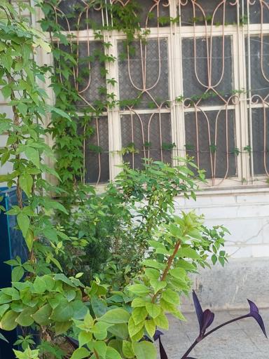 عکس فرهنگ سرای خلاقیت الماس شهر دزفول