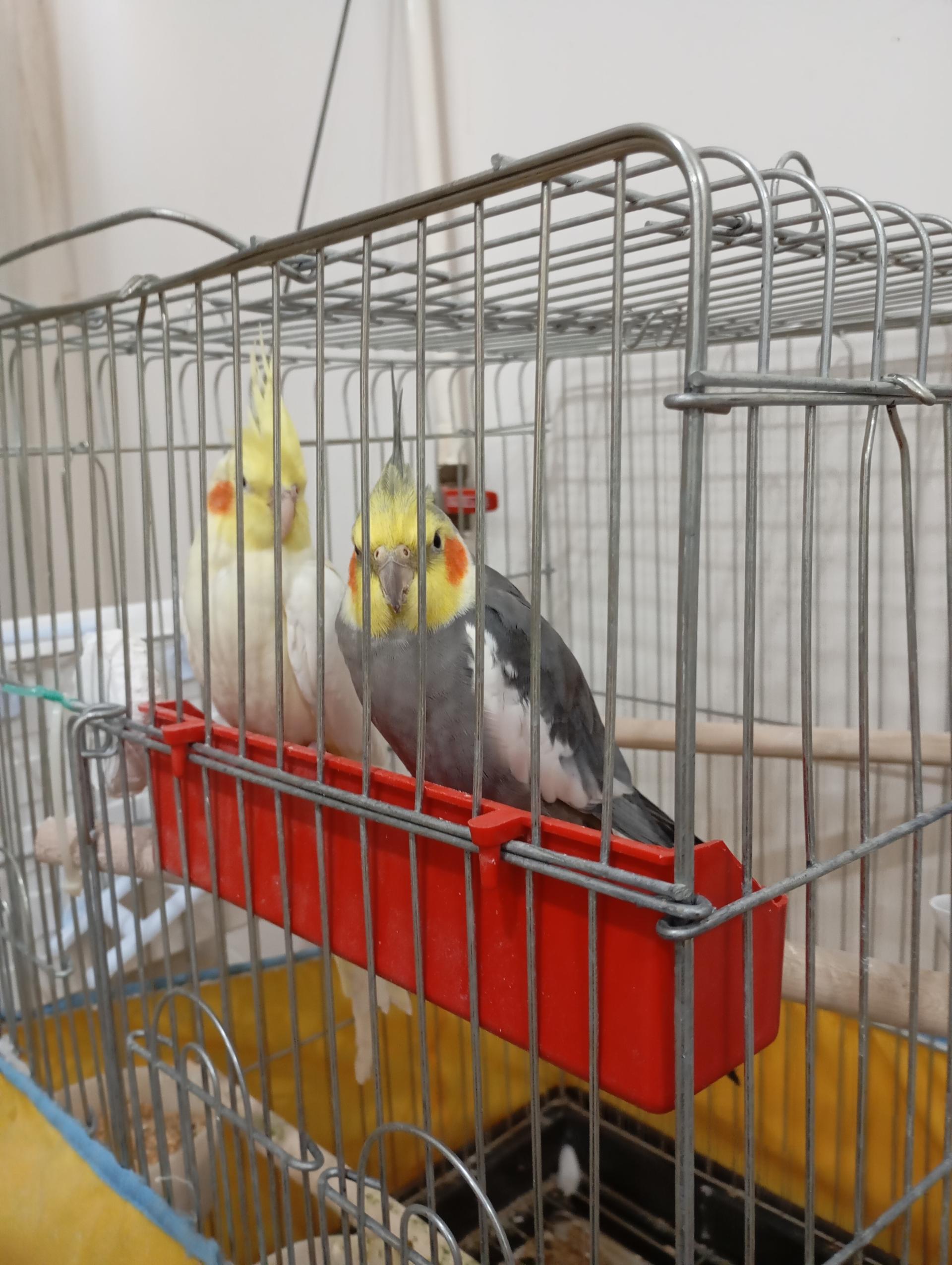 عکس پرنده فروشی نعمتی
