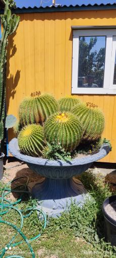 عکس بوستان کاکتوس برادران موحدی