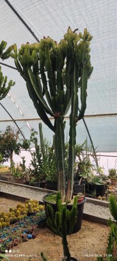 عکس بوستان کاکتوس برادران موحدی