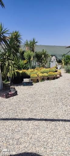 عکس بوستان کاکتوس برادران موحدی