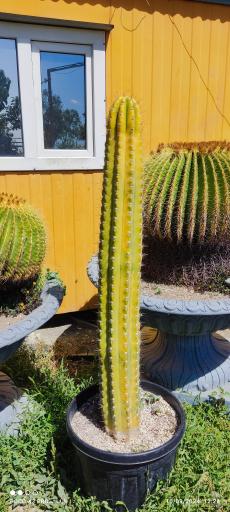 عکس بوستان کاکتوس برادران موحدی