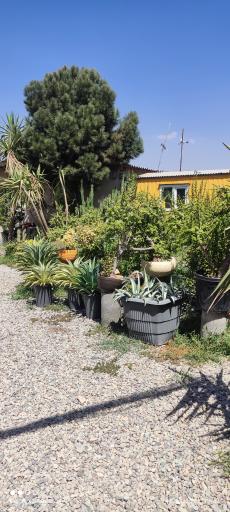 عکس بوستان کاکتوس برادران موحدی