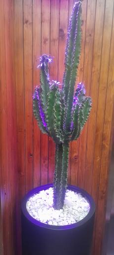 عکس کافه رستوران لونا