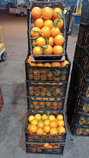 پخش عمده تره بار جهانگیر