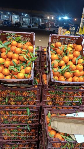 عکس پخش عمده تره بار جهانگیر