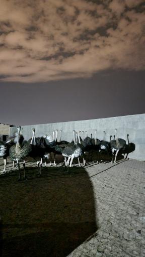 عکس مزرعه پرورش شترمرغ