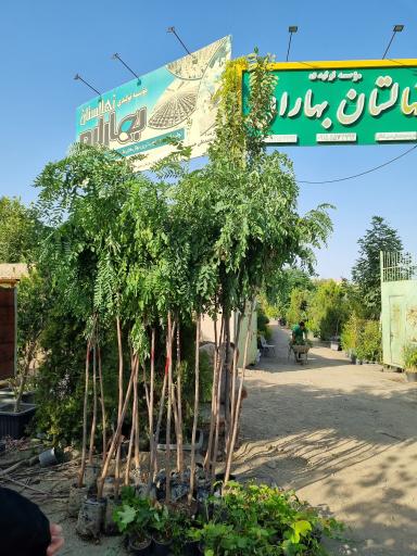 عکس موسسه تولیدی نهالستان بهاران