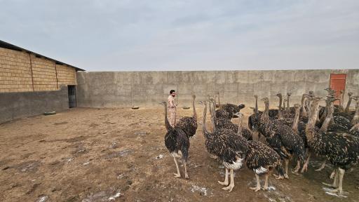 عکس مزرعه پرورش شترمرغ