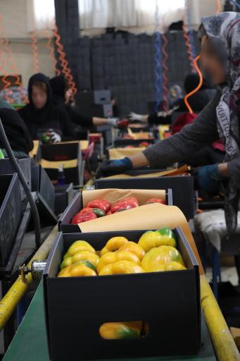 عکس سورت و بسته بندی کاروان (روستوک)