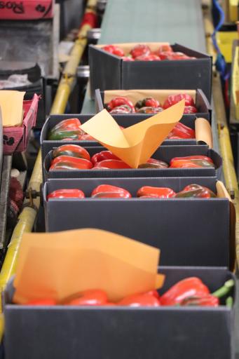 عکس سورت و بسته بندی کاروان (روستوک)