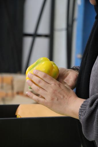 عکس سورت و بسته بندی کاروان (روستوک)