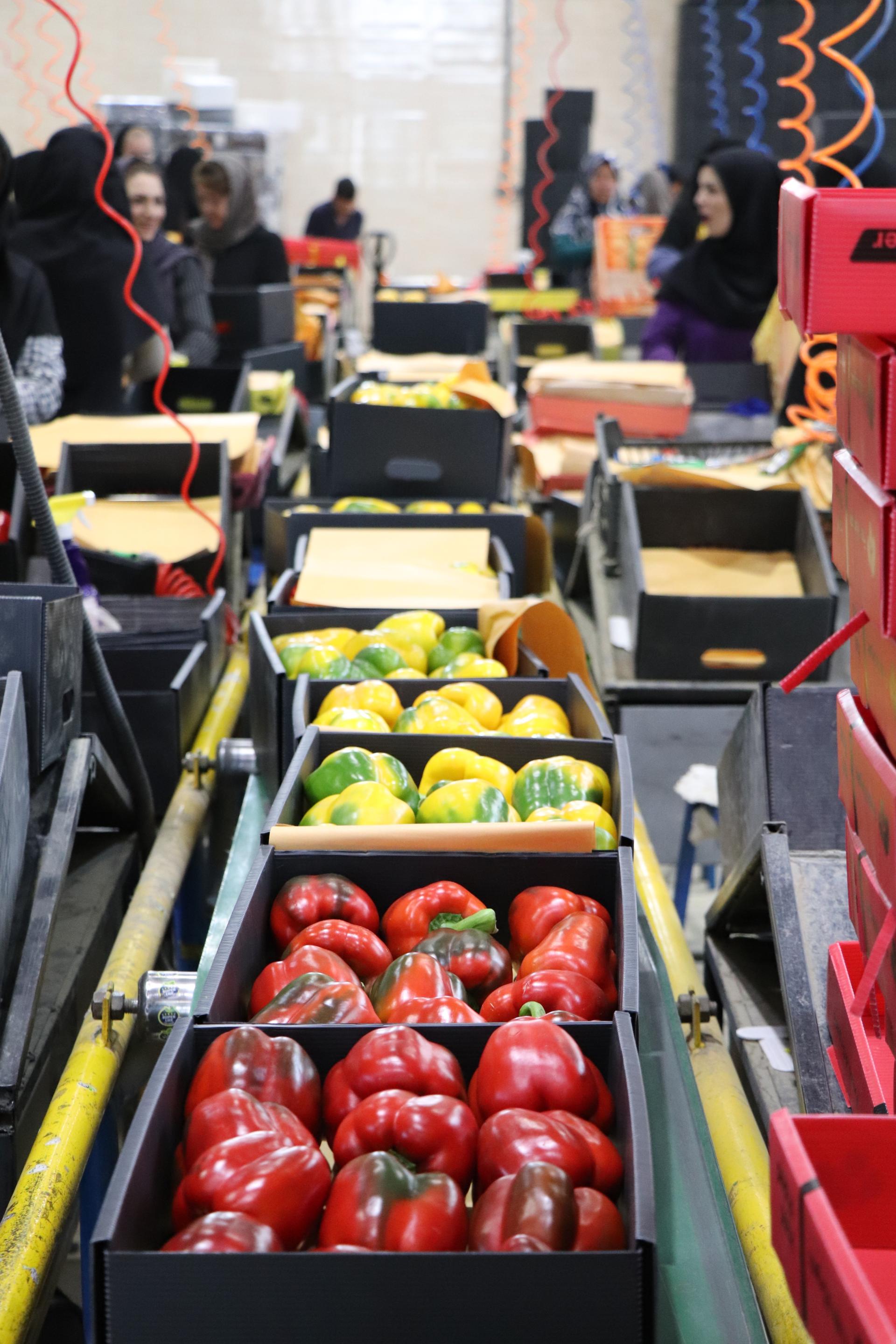 عکس سورت و بسته بندی کاروان (روستوک)