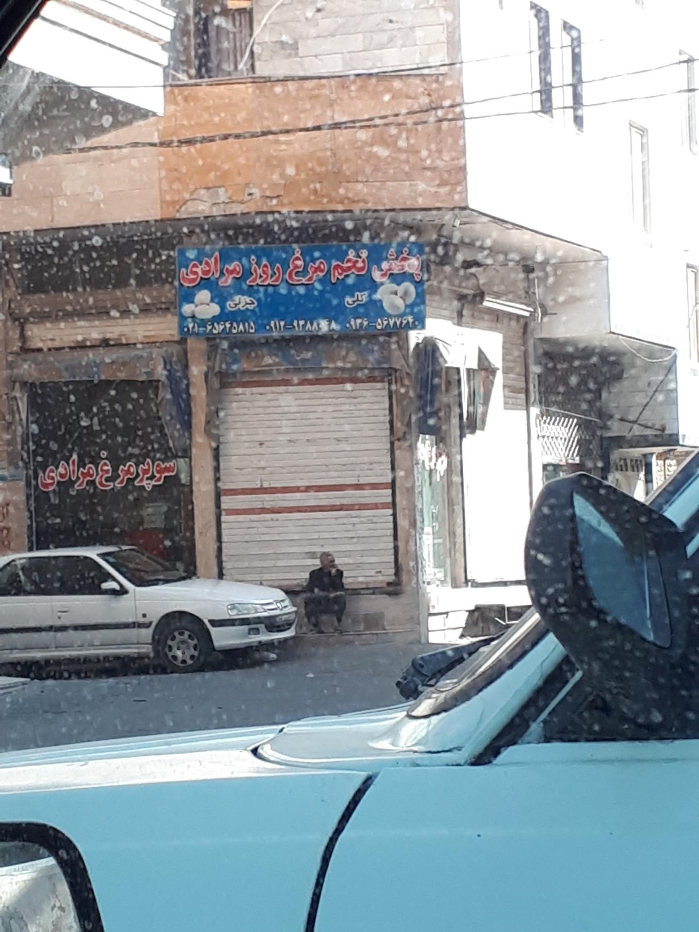 عکس پخش تخم مرغ مرادی