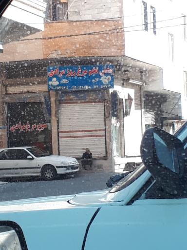 عکس پخش تخم مرغ مرادی