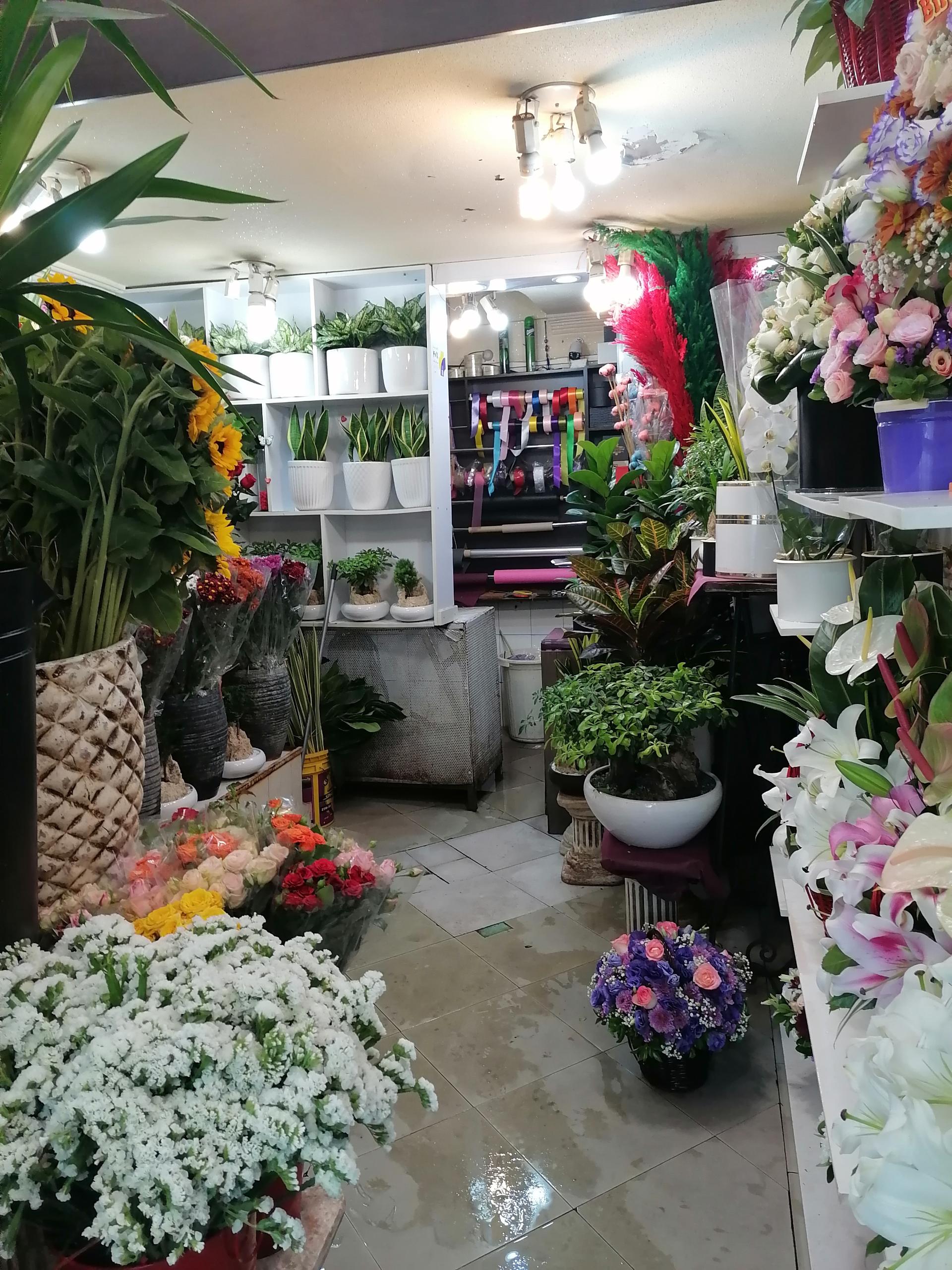 عکس گلسرای ارکیده وحشی