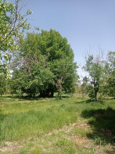 عکس باغ آستانه چاه خاصه