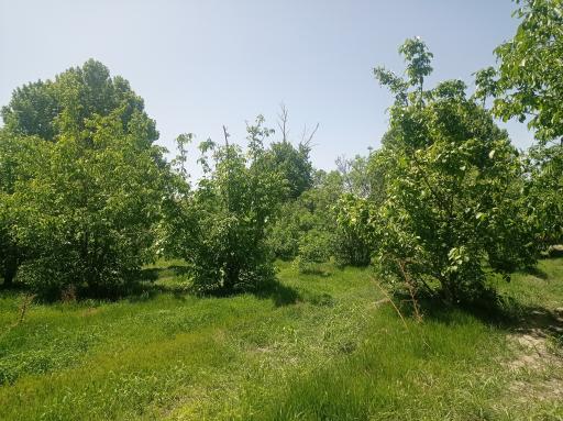 عکس باغ آستانه چاه خاصه