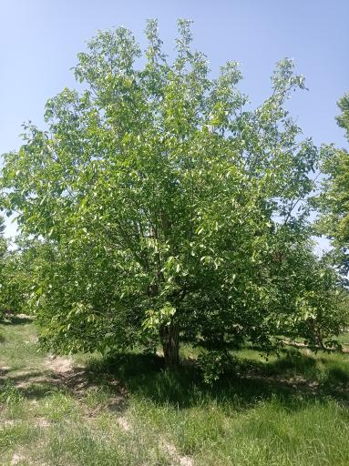 عکس باغ آستانه چاه خاصه