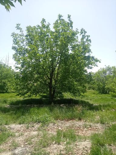 عکس باغ آستانه چاه خاصه