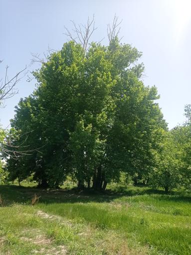 عکس باغ آستانه چاه خاصه