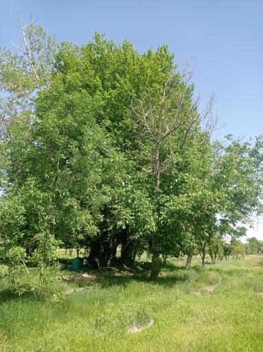 عکس باغ آستانه چاه خاصه