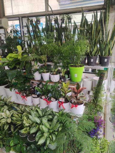 گلفروشی خانم گل