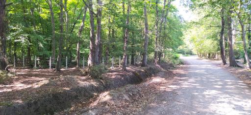 عکس جنگل بونده