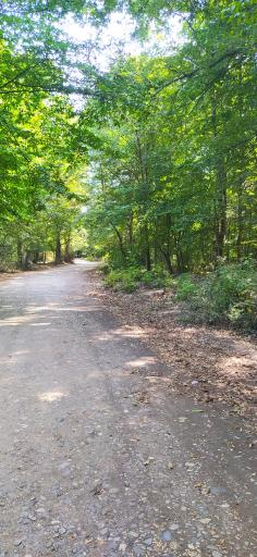 عکس جنگل بونده