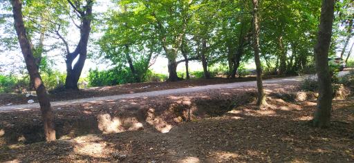 عکس جنگل بونده