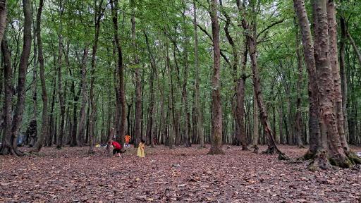 عکس جنگل بونده