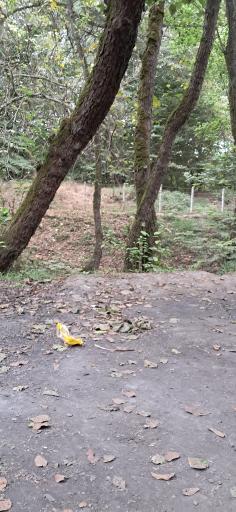 عکس جنگل بونده