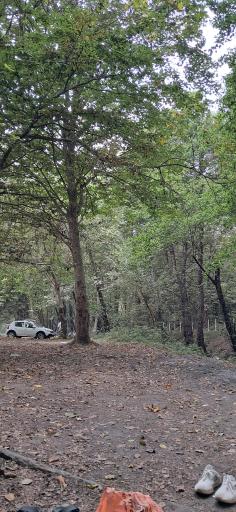 عکس جنگل بونده