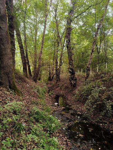 عکس جنگل بونده