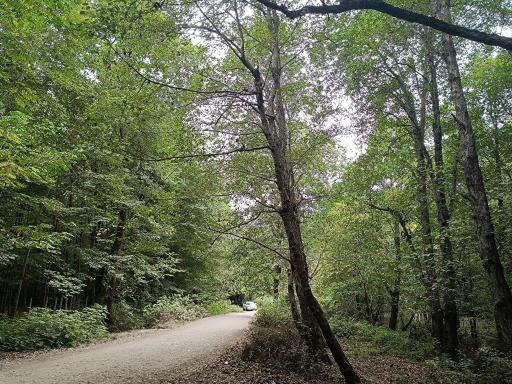 عکس جنگل بونده