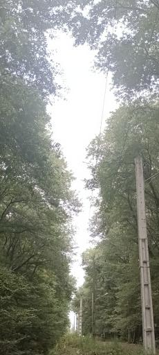 عکس جنگل بونده