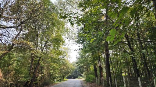 عکس جنگل بونده