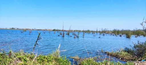 عکس جنگل بونده