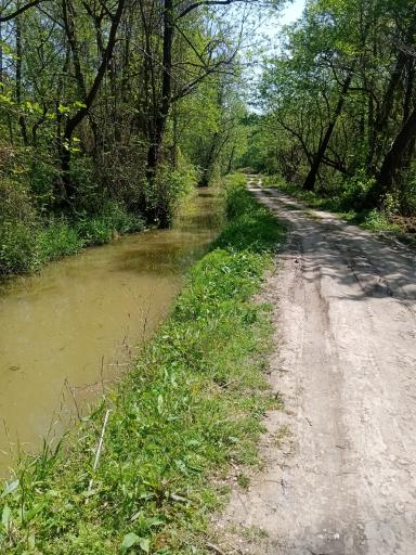 عکس جنگل بونده