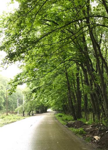 عکس جنگل بونده