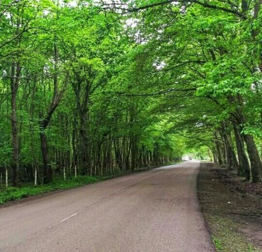 عکس جنگل بونده