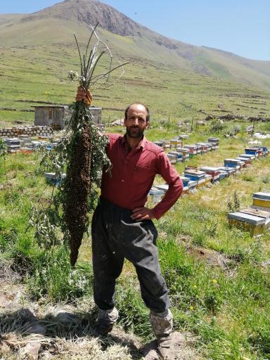 عکس عسل فروشی زمانی 