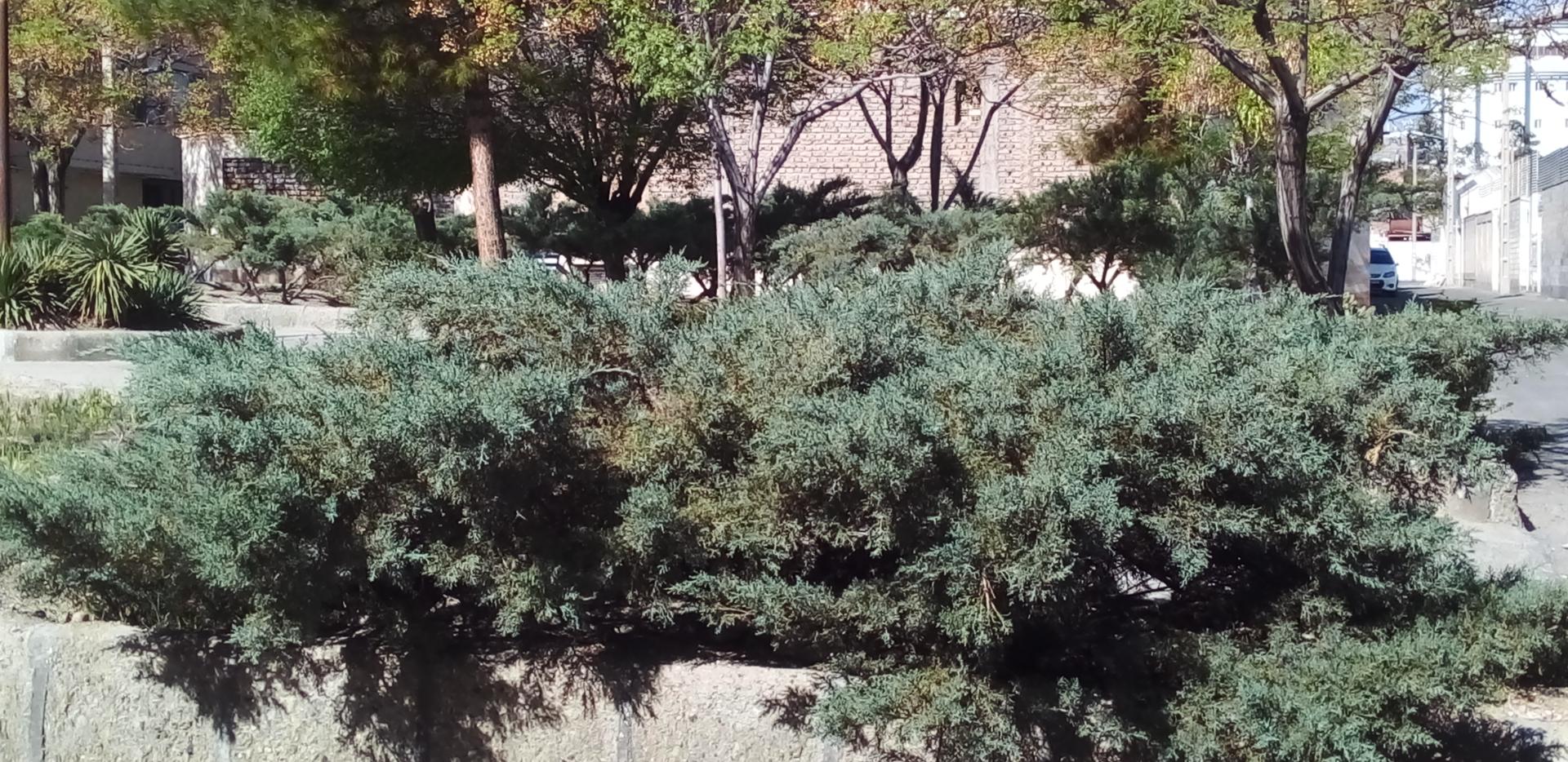 عکس بوستان چیتگران