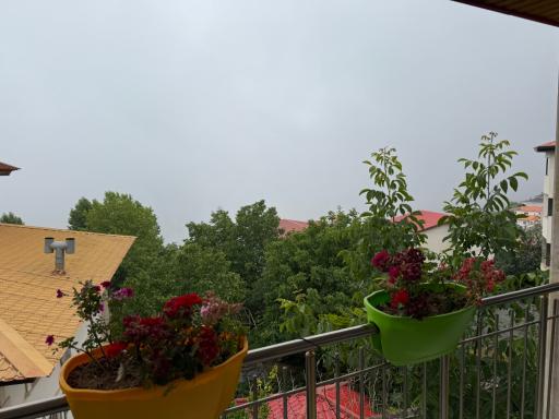 عکس رزک